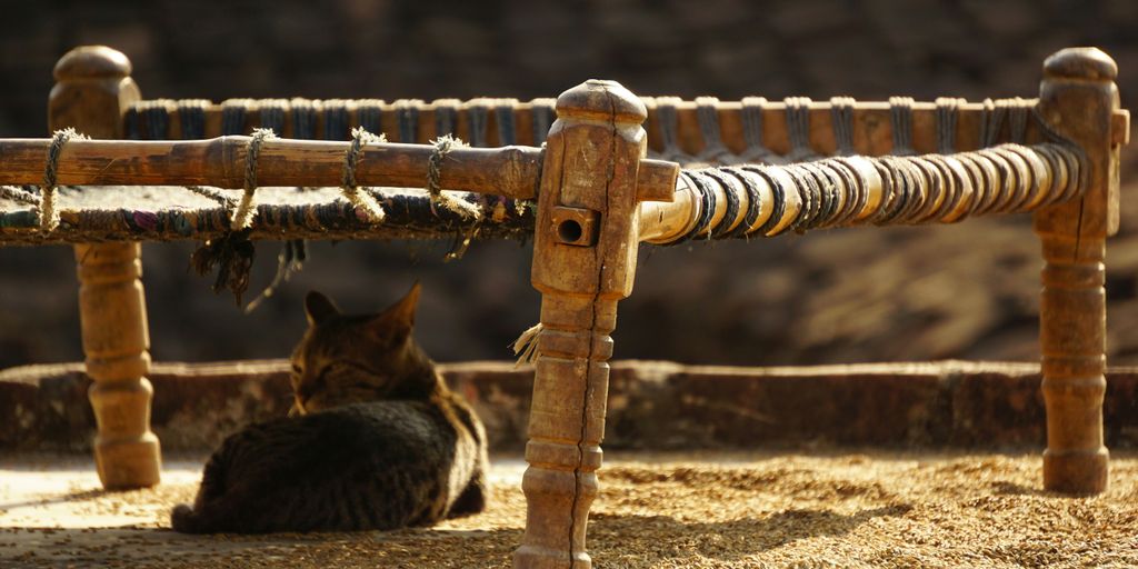 a cat sitting under a wooden fence in the sun
