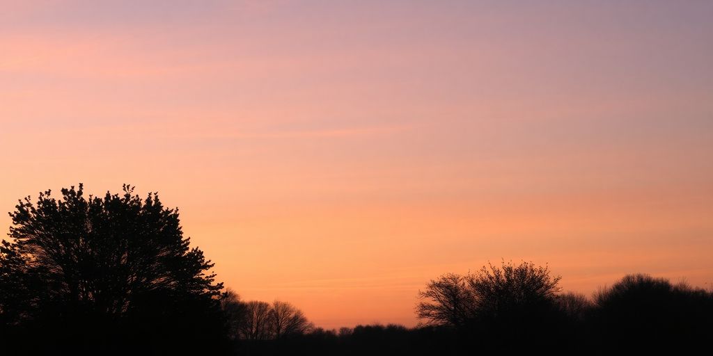 Silhouetted trees and blooming flowers in a peaceful landscape.