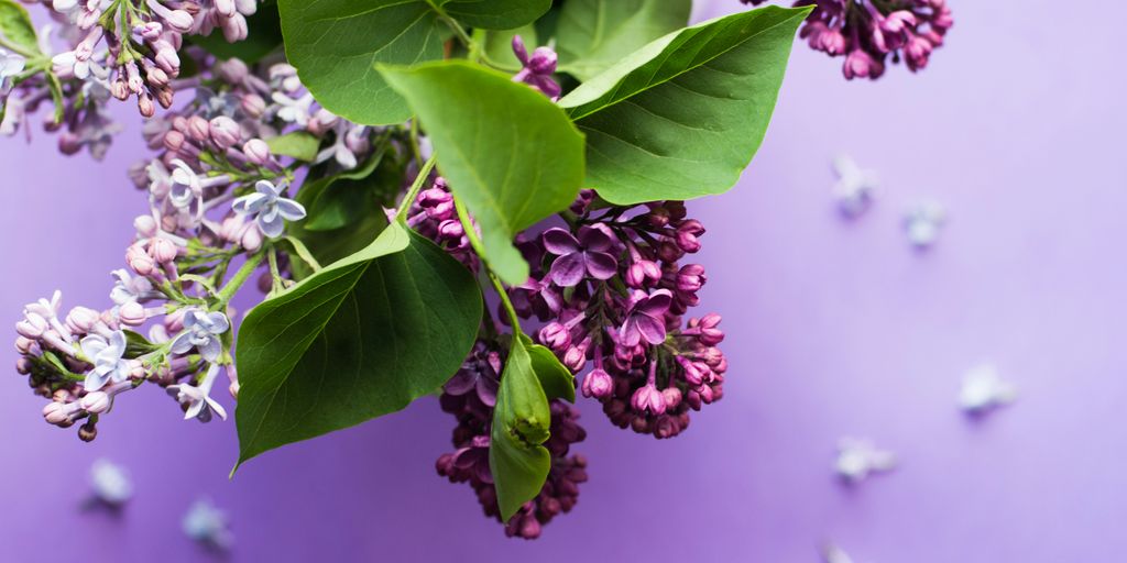 macro shot photo of purple flowers