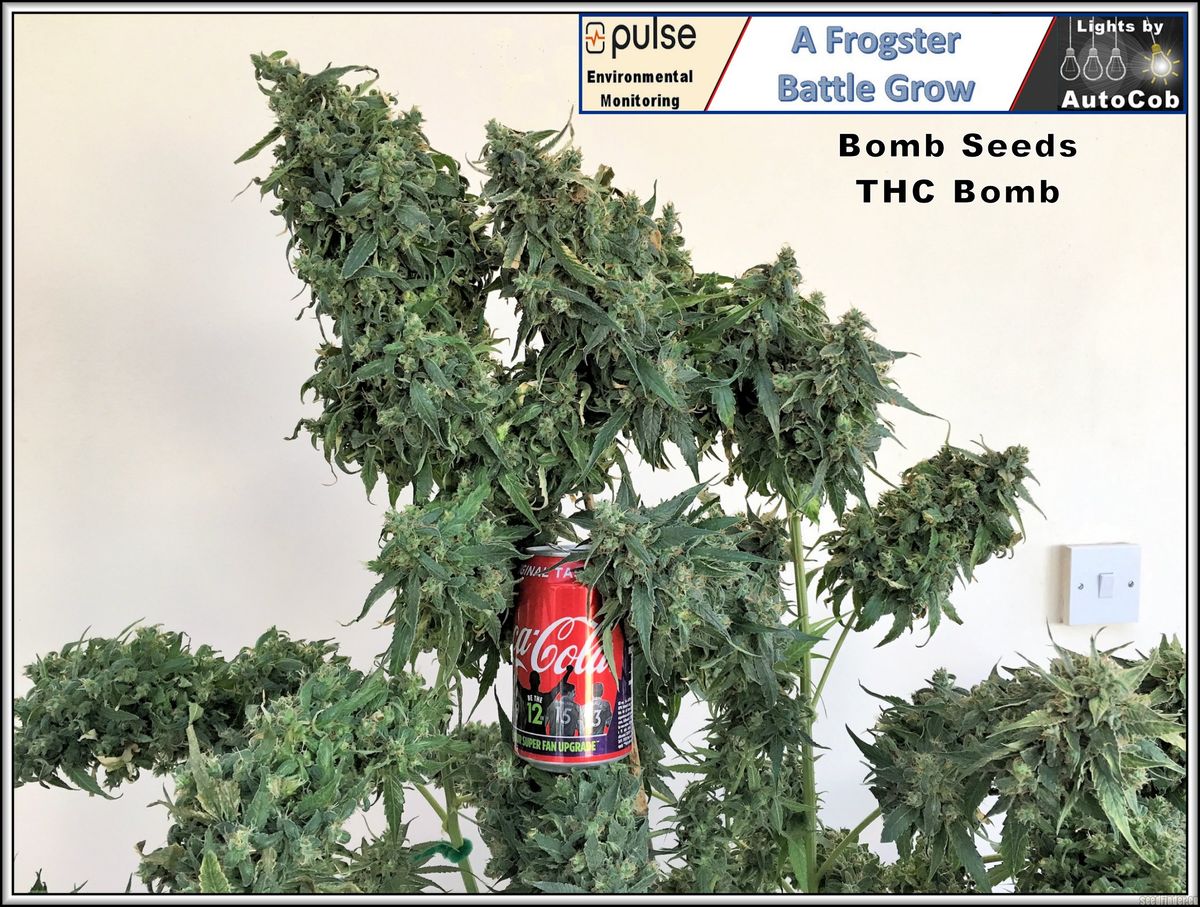 Tipps zur Lagerung von Cannabissamen