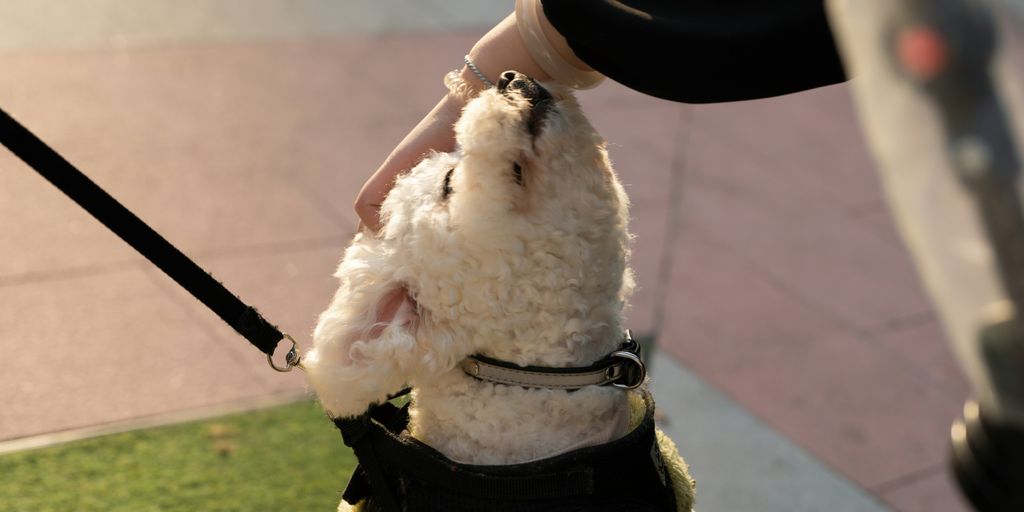 a small white dog wearing a harness on a leash
