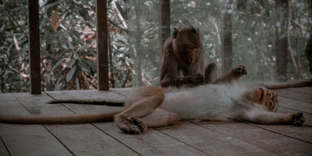 a monkey that is laying down on the ground