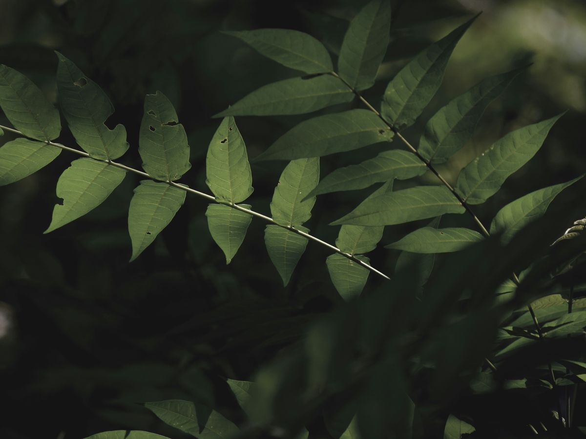 green leaves in close up photography