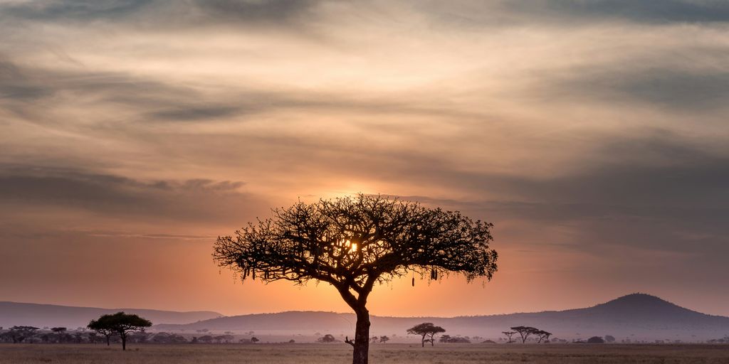 brown tree on surrounded by brown grass during golden hour