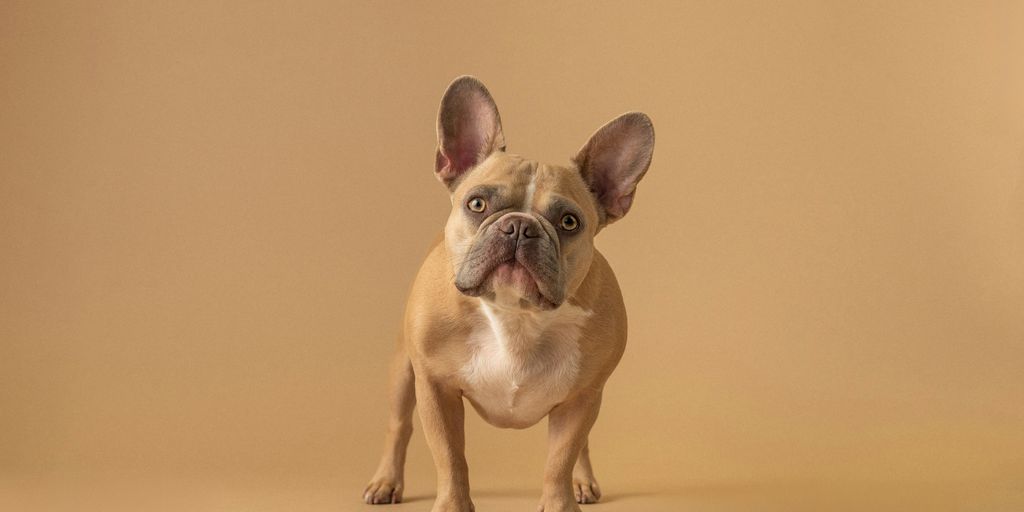 a small brown dog standing on top of a brown floor