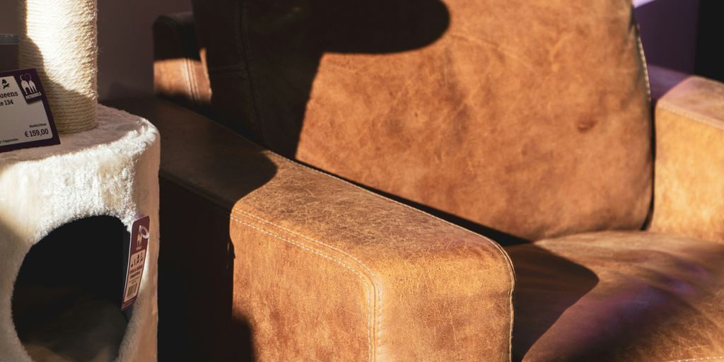white can on brown leather armchair