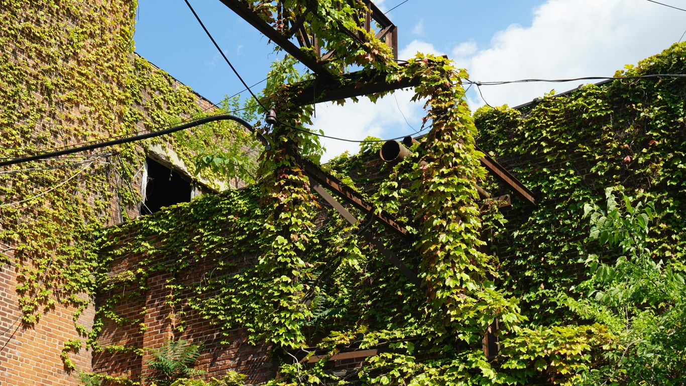 a brick building covered in vines under a blue sky