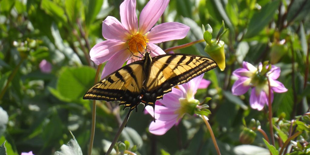 butterfly garden with various plants and butterfly lifecycle stages