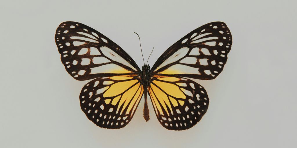 black and yellow butterfly