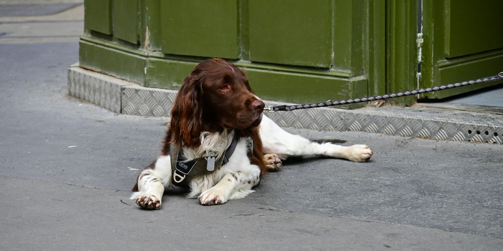 A brown and white dog laying on the ground