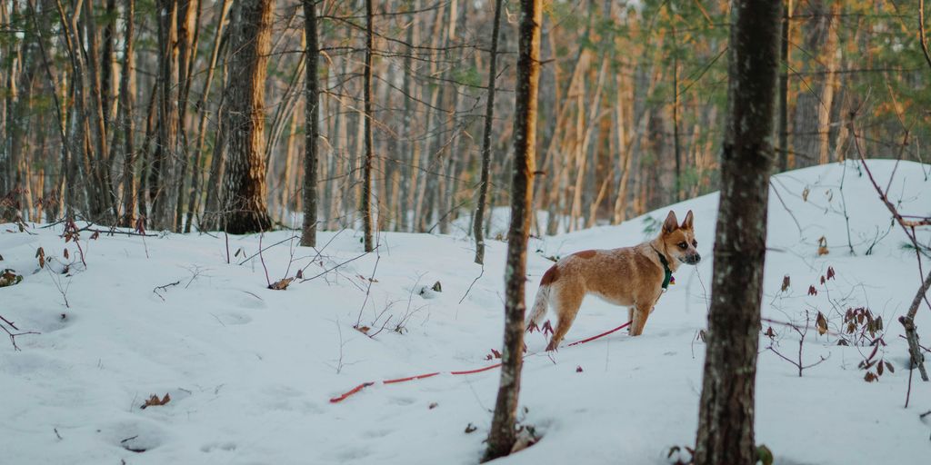 adult short-coated tan dog standing beside brown and green trees