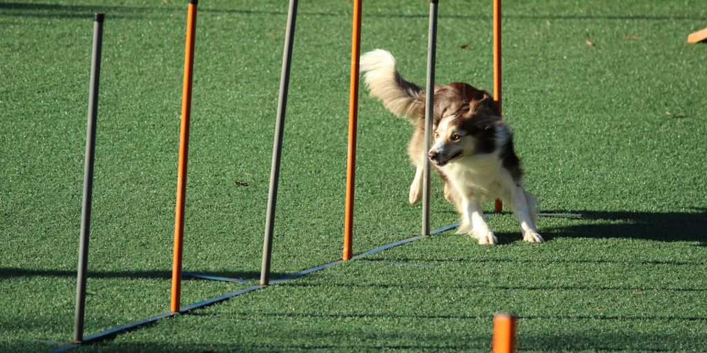 adult rough collie