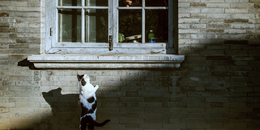 black and white trying to climb the window