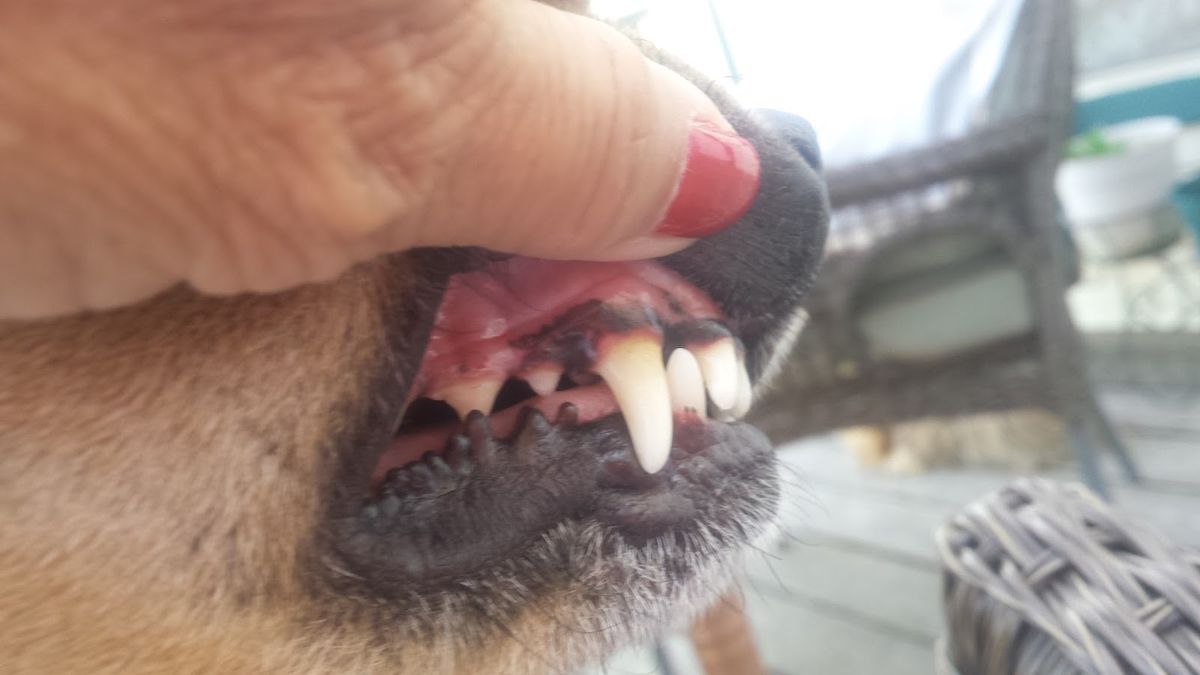 Home Sweet Home: Creating a Shed-Friendly Environment