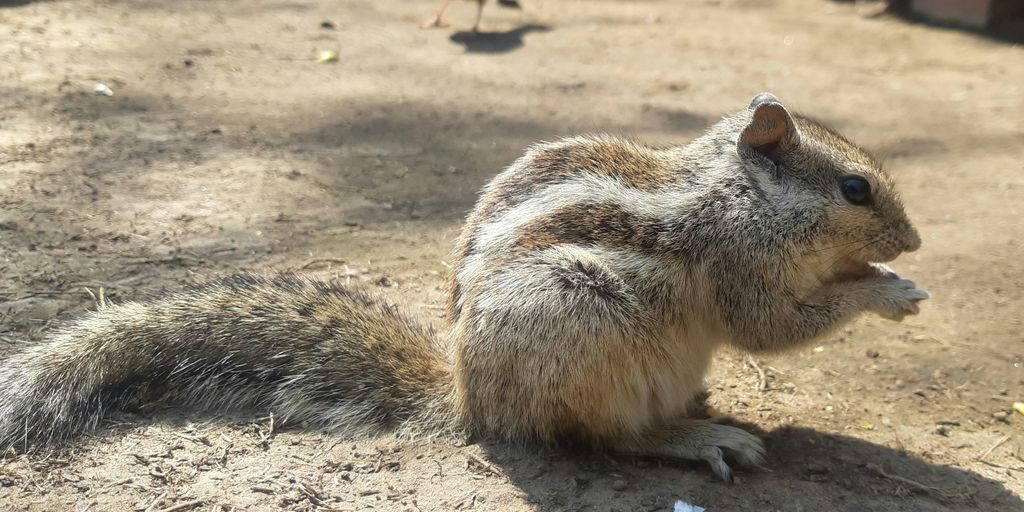 um pequeno roedor sentado no chão ao lado de um pássaro