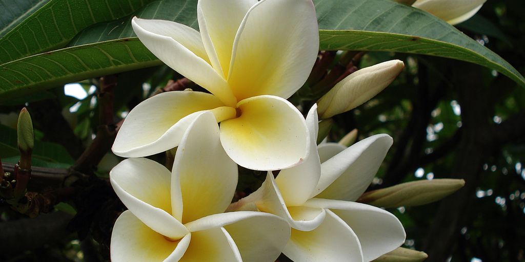 sensory garden with fragrant plants
