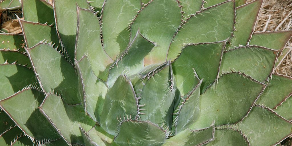 a close up of a leaf