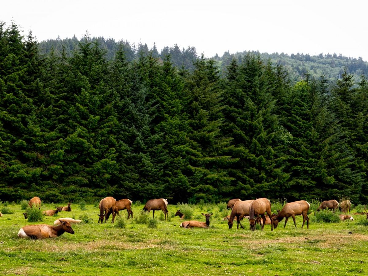 forest environment and healthy skin