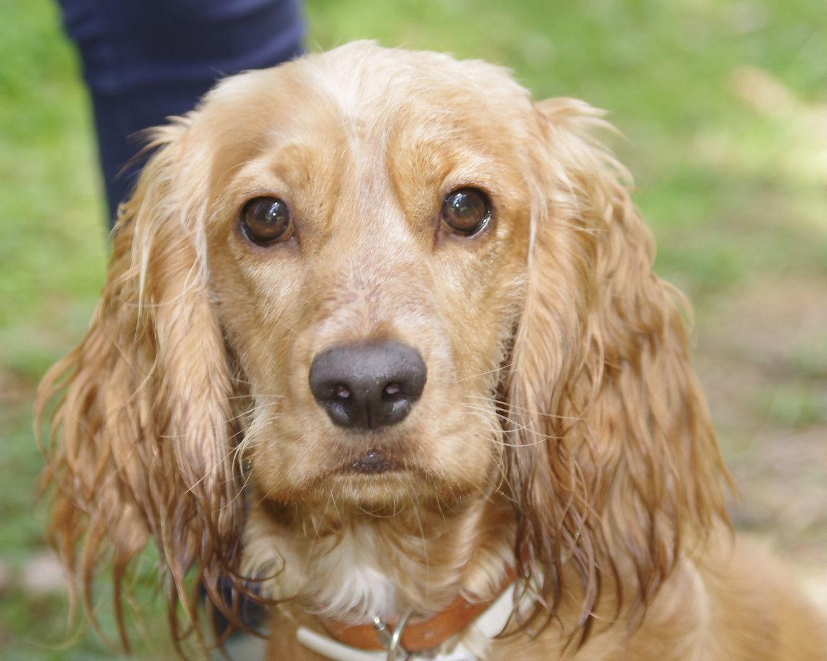Training and Socialization for a Family-Friendly Dog