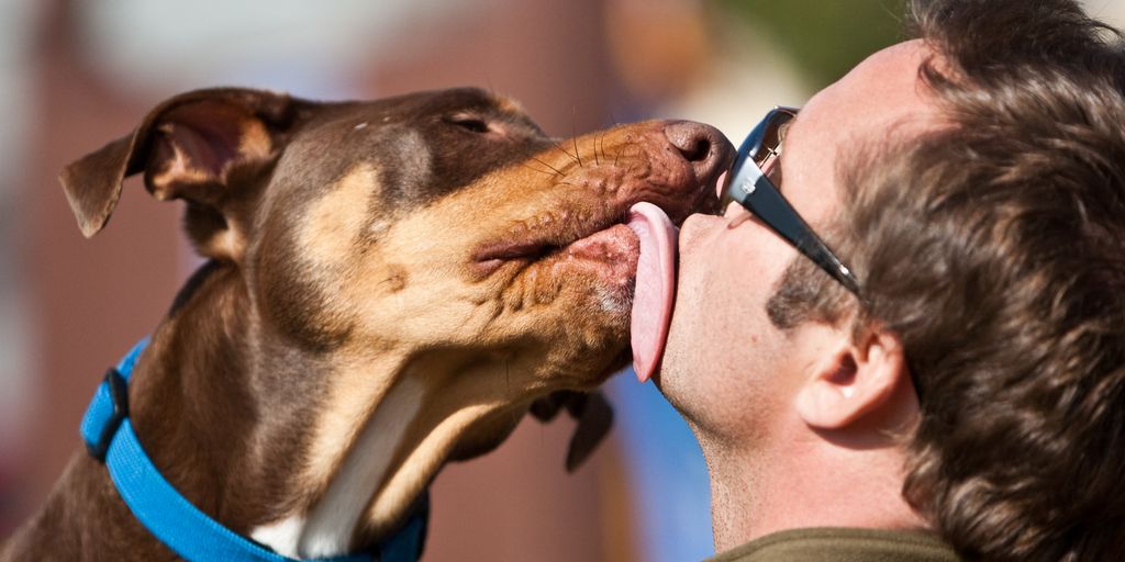 Understanding the Benefits of a Boundary Shock Collar for Dogs 3 dog wearing boundary shock collar