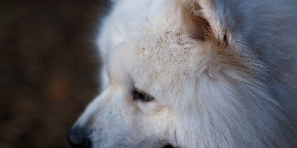 A fluffy white dog with a pink tongue