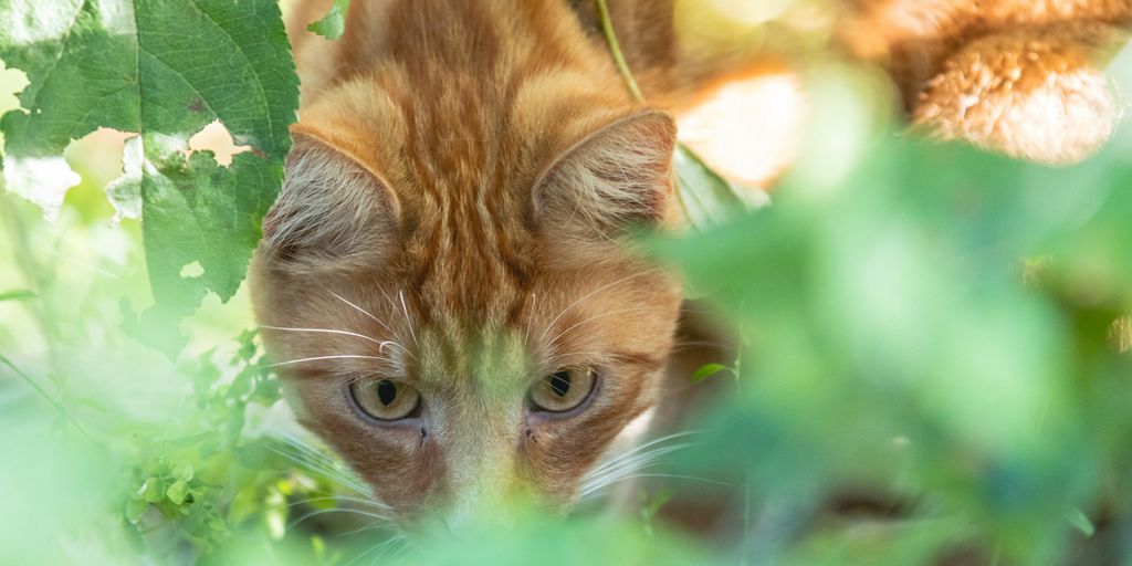 a cat hiding in the leaves of a tree