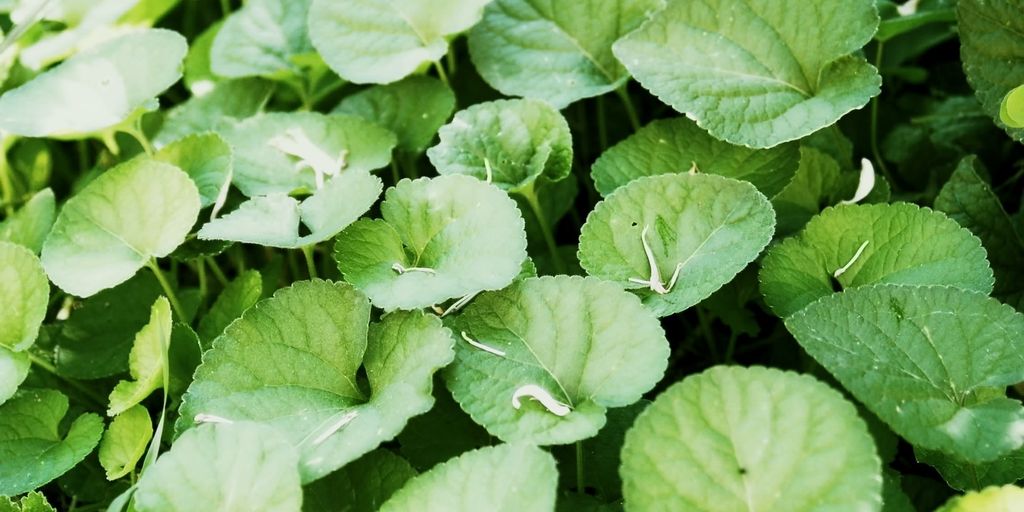 home herb garden setup with fresh herbs