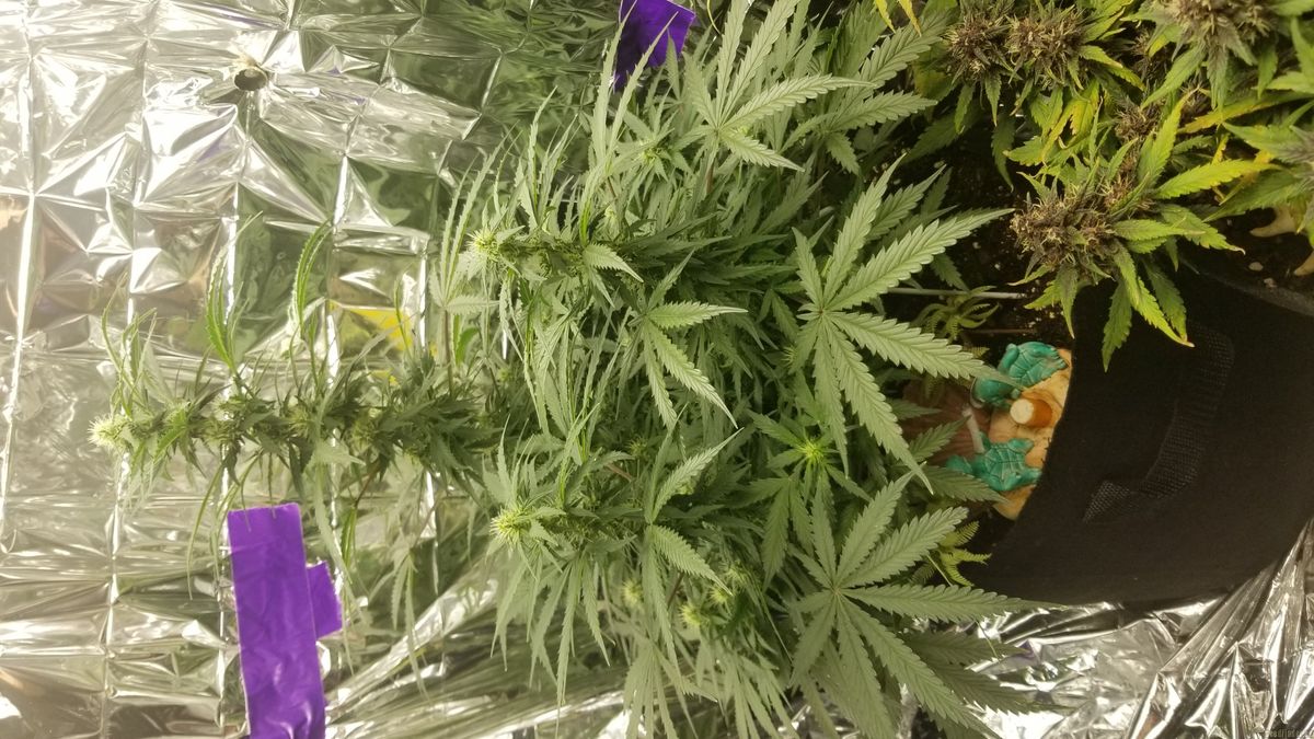 Tipps für Anfänger im Cannabisanbau