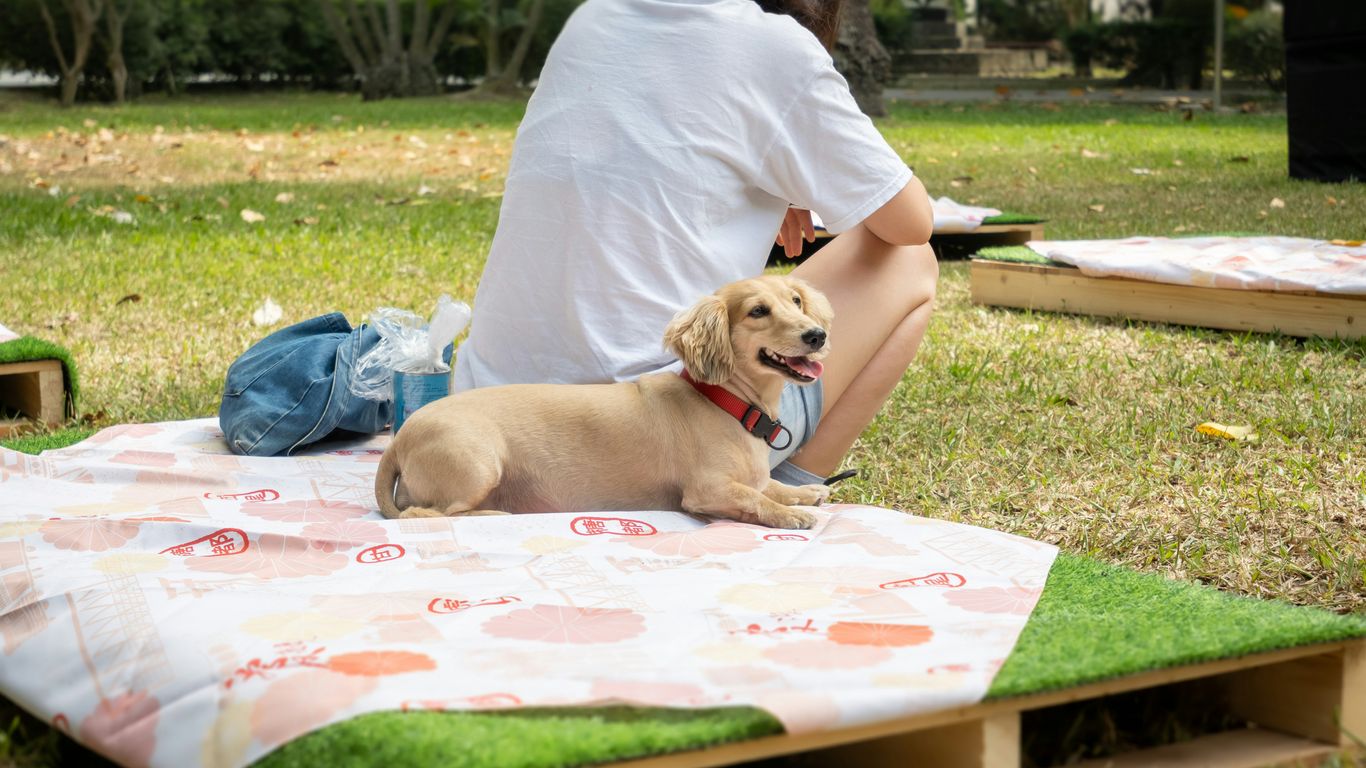 a dog lying on a table
