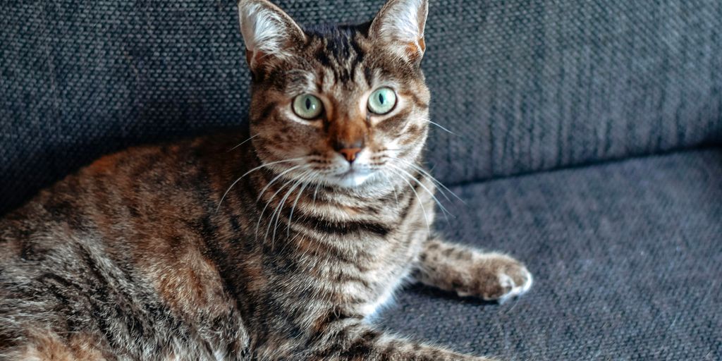 brown tabby cat on gray couch