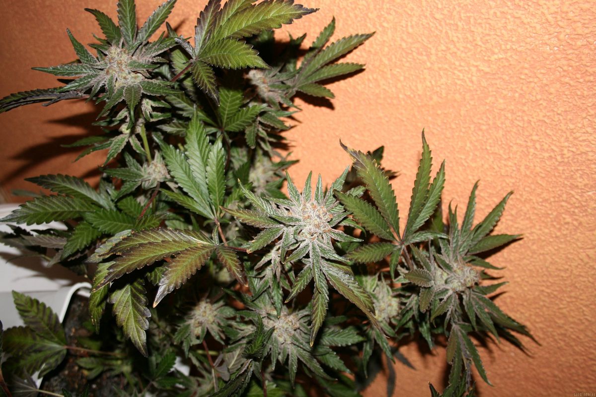 Anbau von Cannabis in Abberode: Was ist erlaubt?