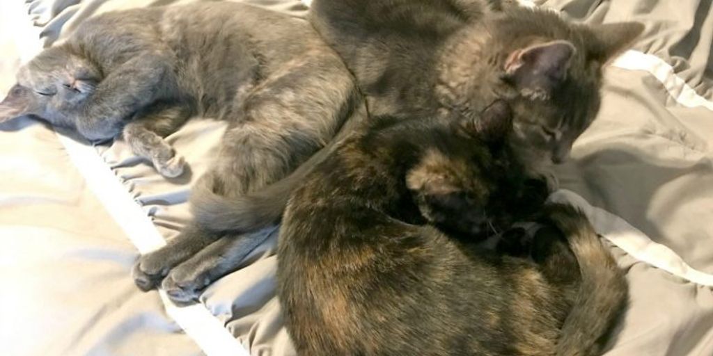 happy cat in a cozy cattery environment with visitors
