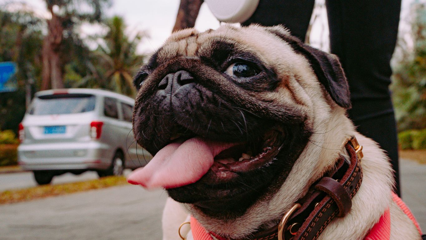 fawn pug with red and white plaid scarf