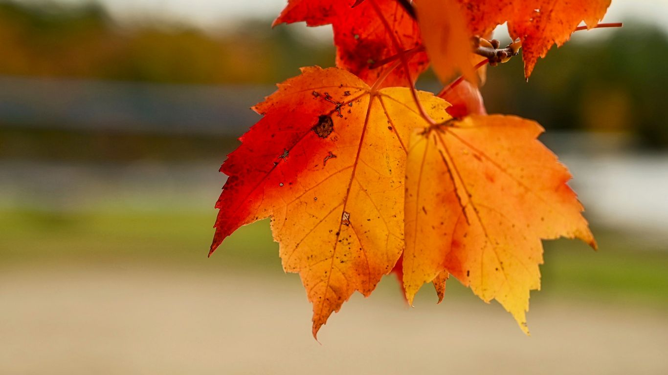 a close up of a red leaf