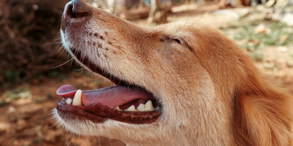 A happy dog looks upward with joy.