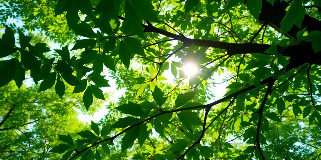 Forest with sun rays
