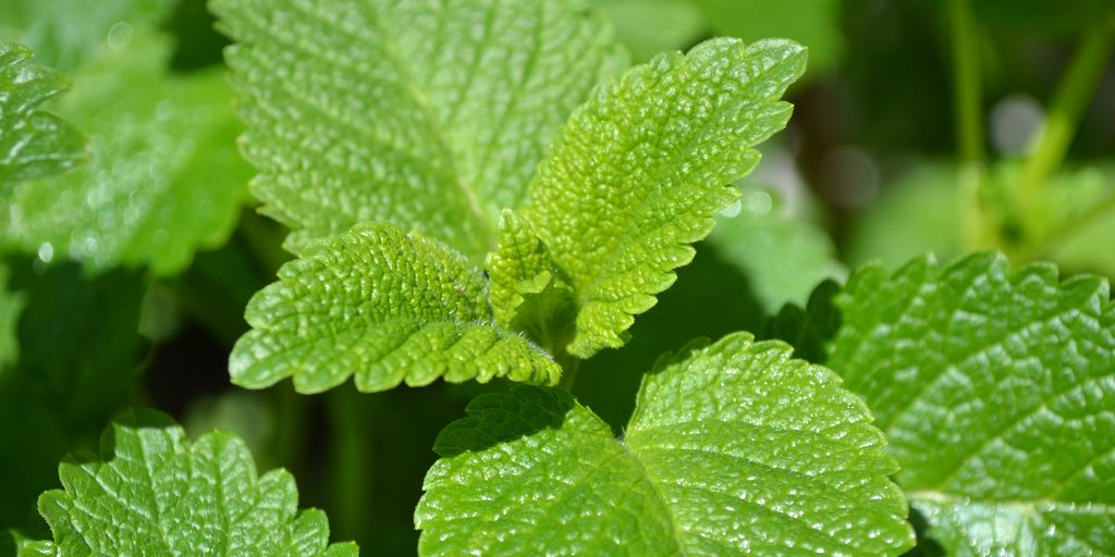 lush herb garden in a backyard with seasonal plants and tools
