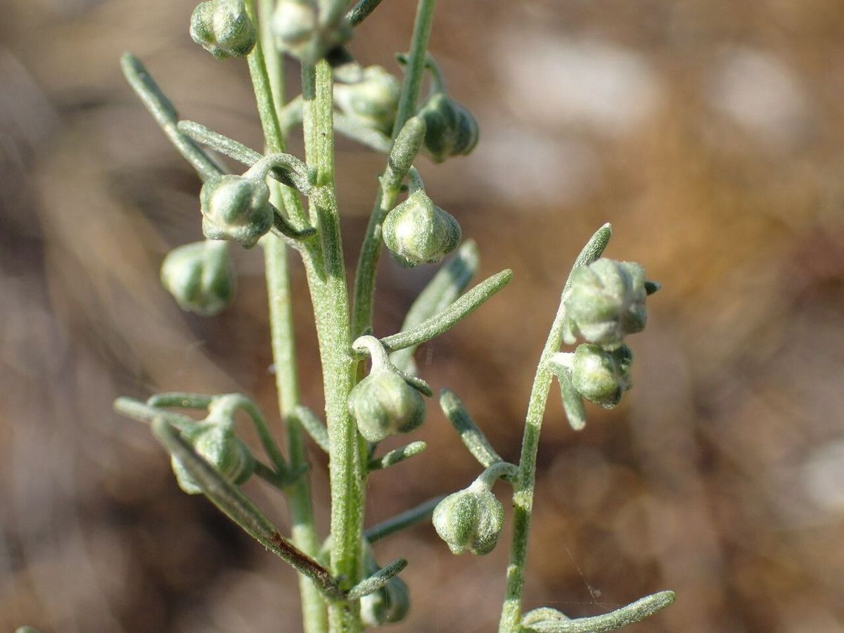 Artemisia absinthium plant