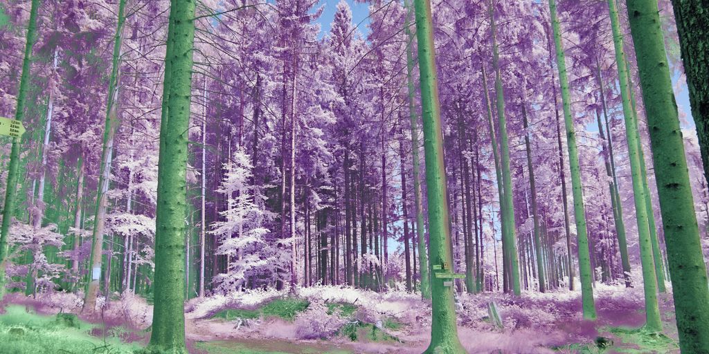 a painting of purple trees in a forest