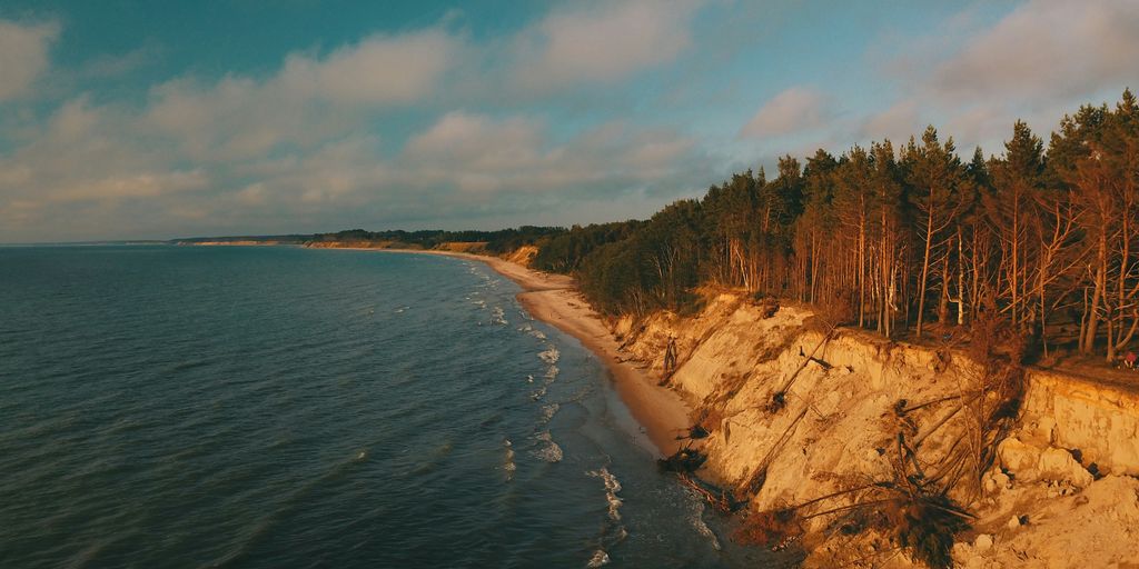 brown and green trees beside blue sea under blue sky during daytime