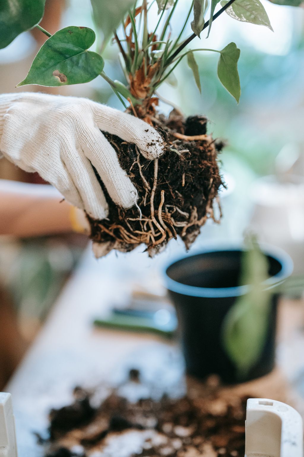 How to repot Plant Everything You Need To Know Love Nature