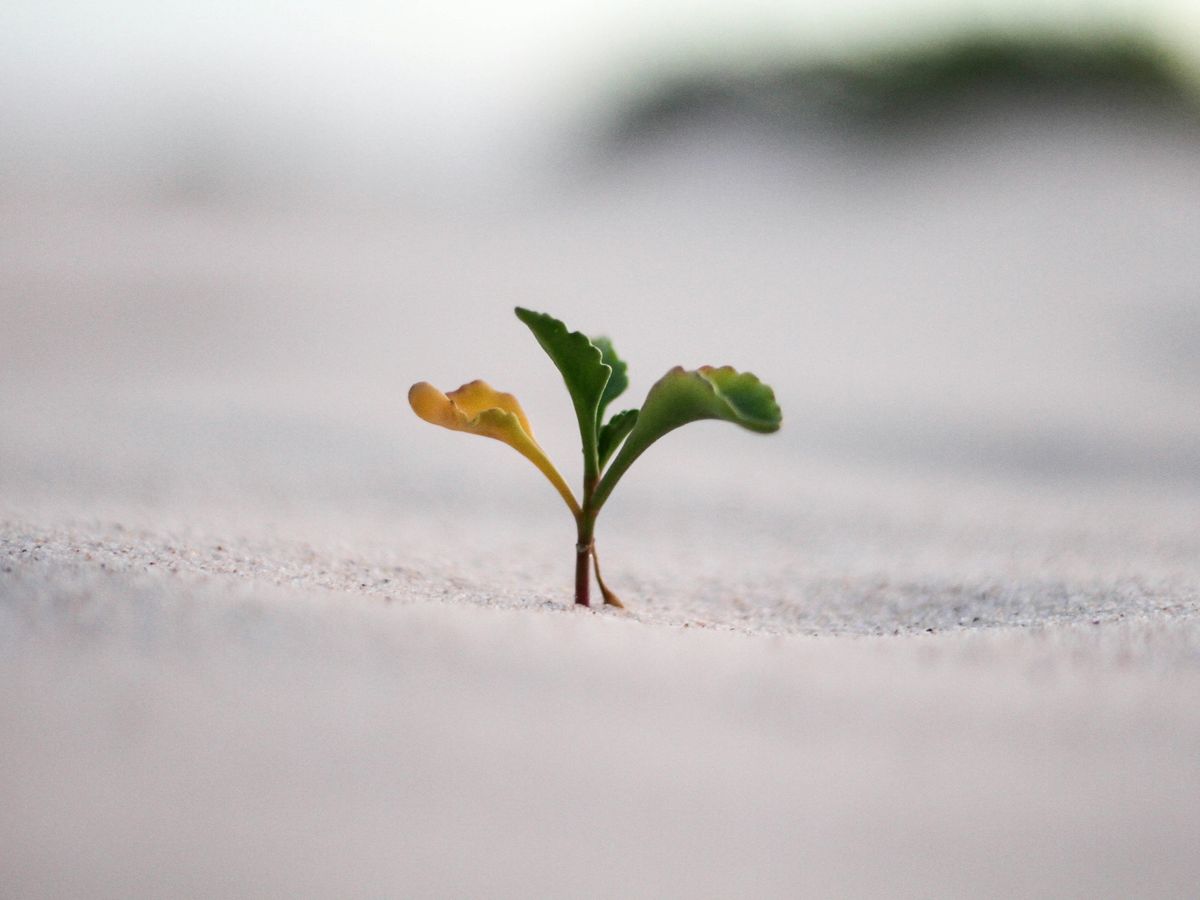 closeup photography of plant on ground