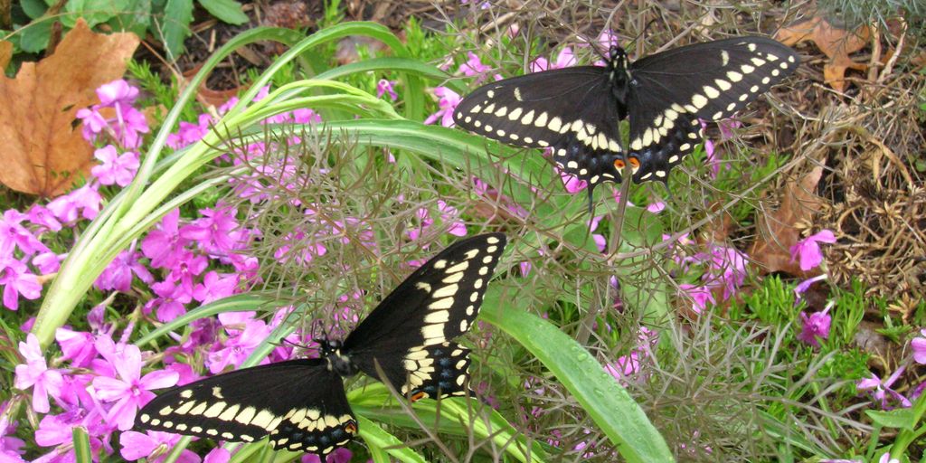 butterflies in a garden with rare species