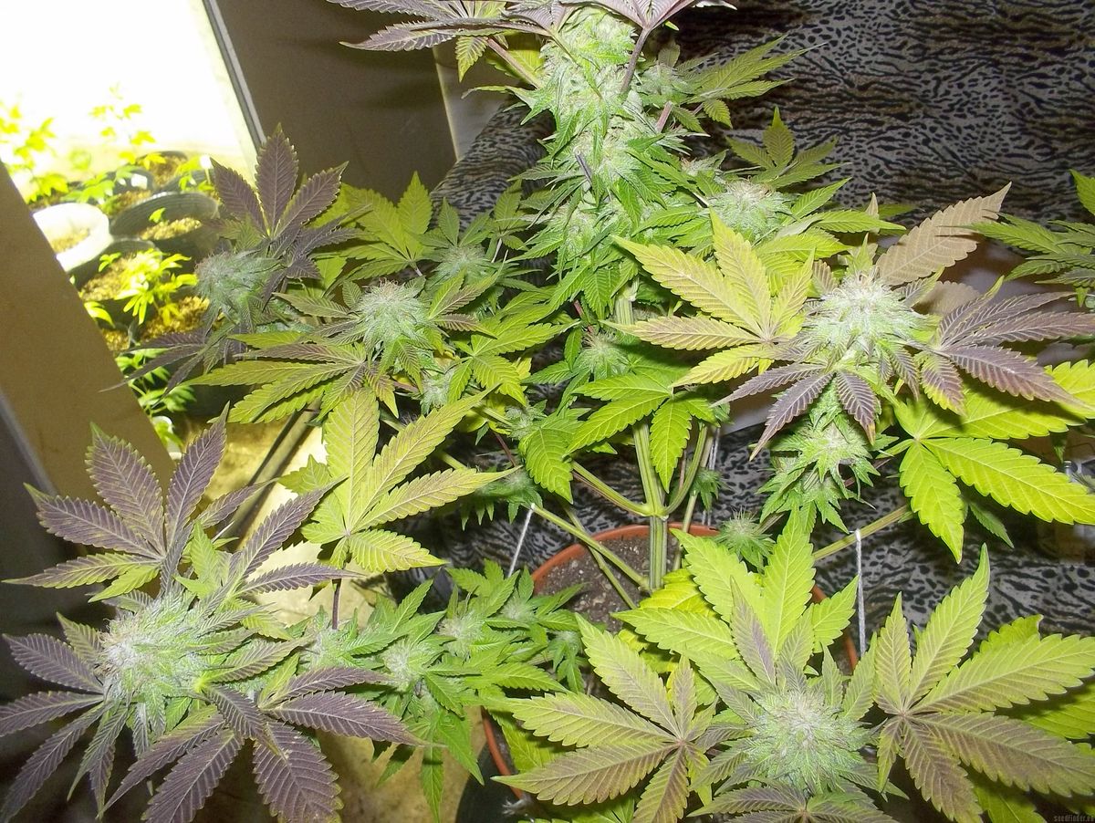 Die besten Quellen für Cannabissamen in Achterwehr