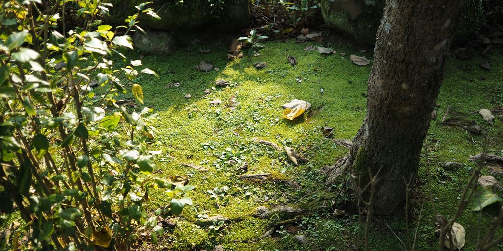 green grass and brown tree trunk