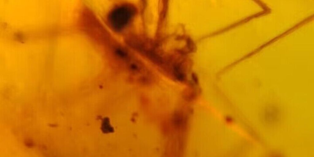 spider family in amber fossil