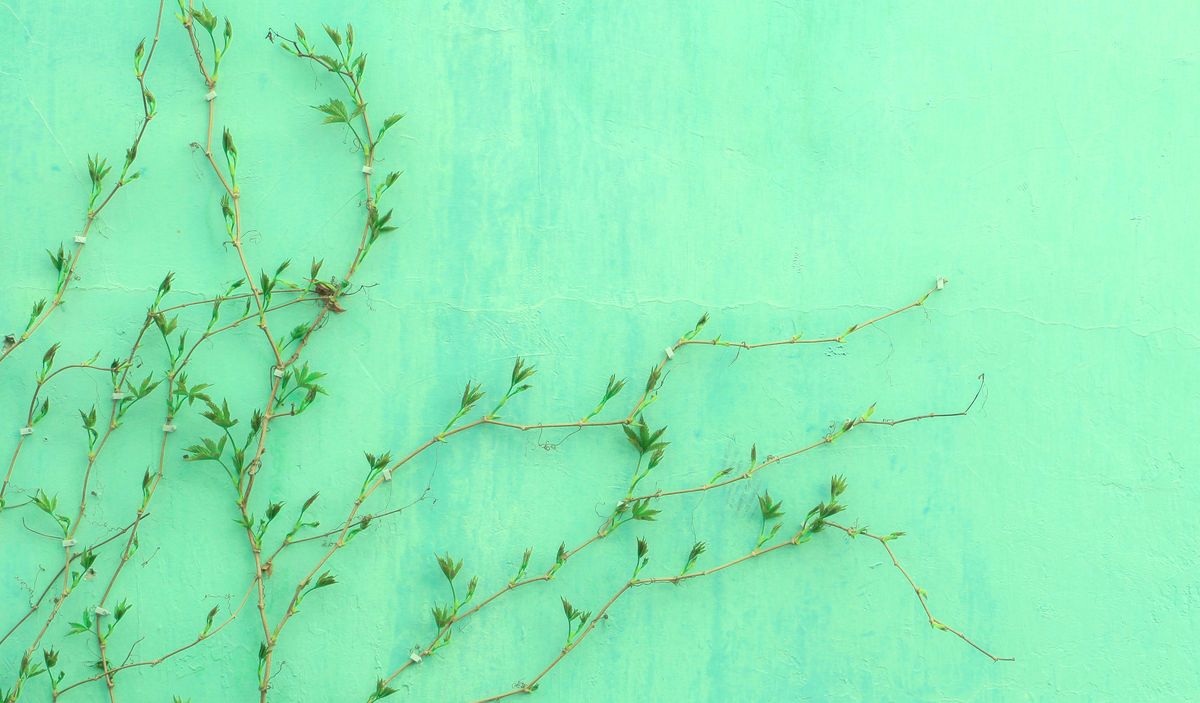 The Organic Odyssey: Navigating JADAM's Certification Saga