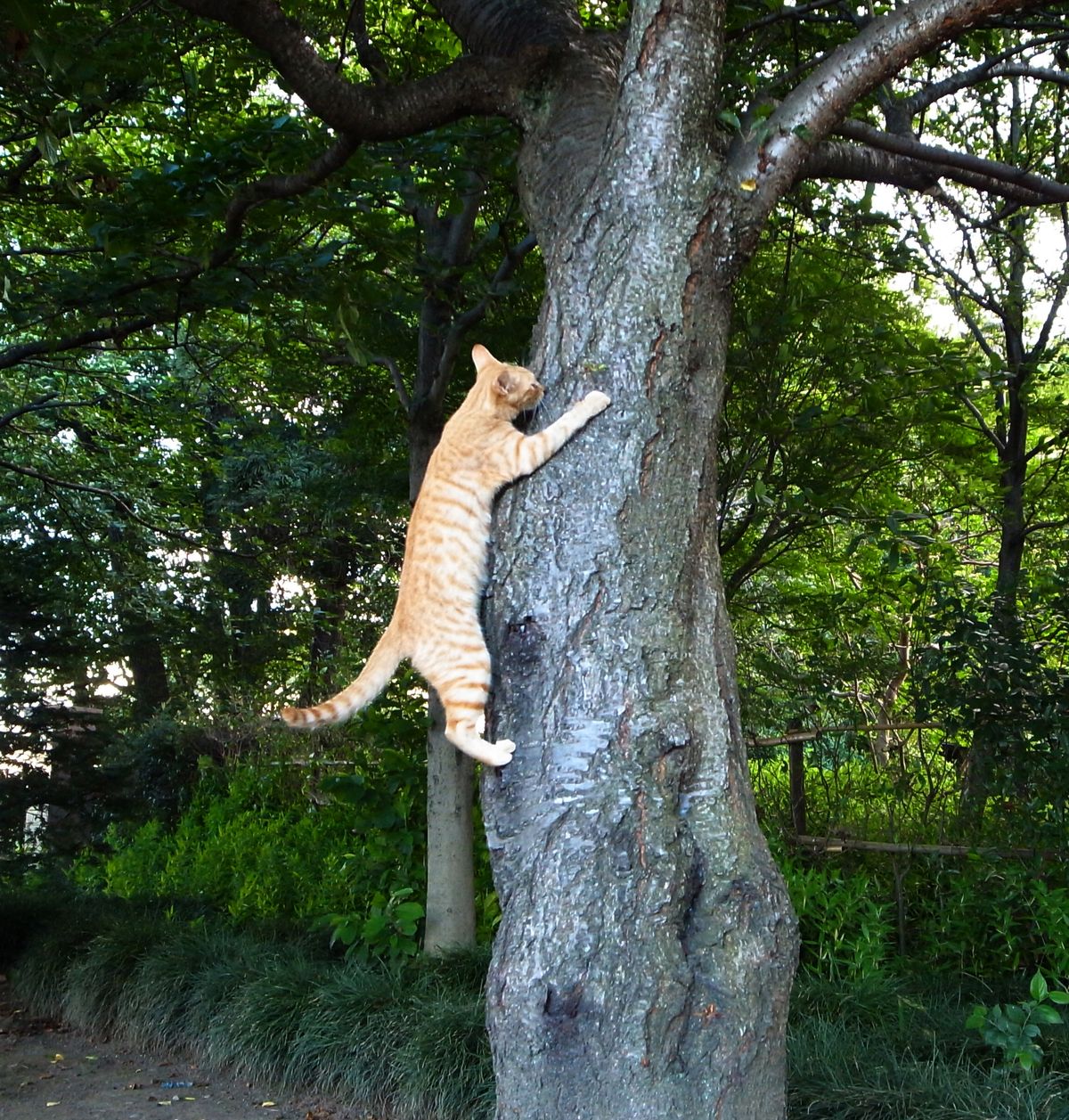 9. Arbres à chats