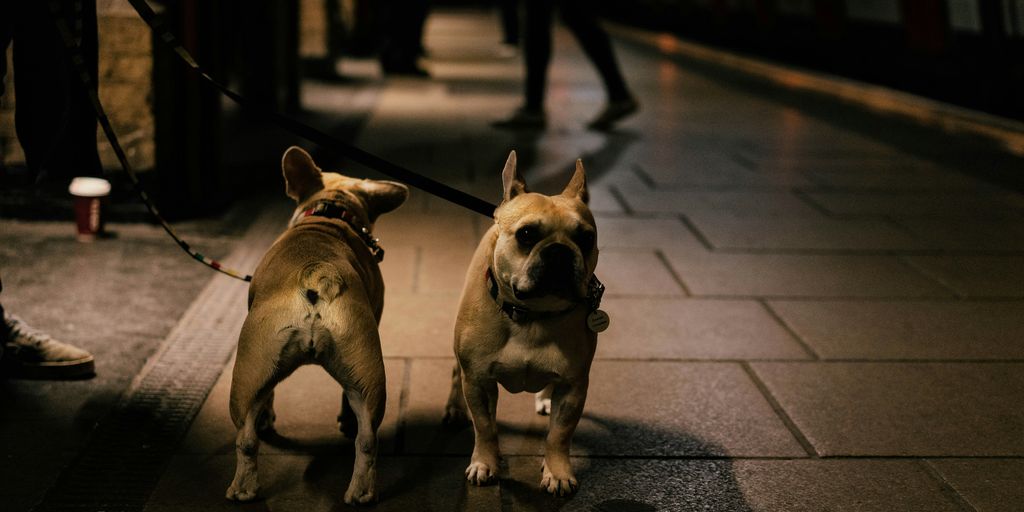 a couple of dogs that are on a leash