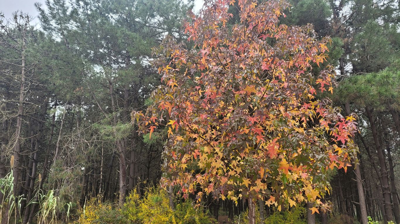 a tree with orange leaves
